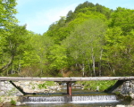水上温泉 山楽荘 周辺の観光案内<奥利根水源の森>